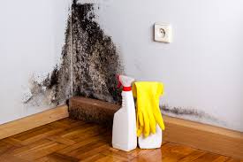 Trusted Warner, OK Mold Inspection Experts